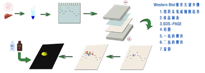 ӡ(Western Blot)ʵ鲽