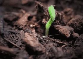 6.gif