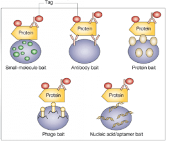 оƬProtein microarrays