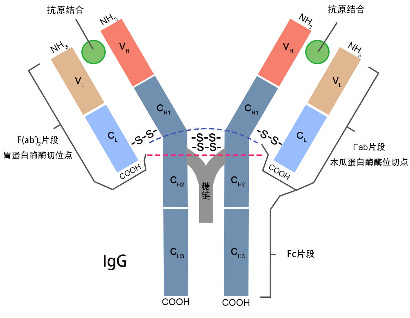 IgGṹ