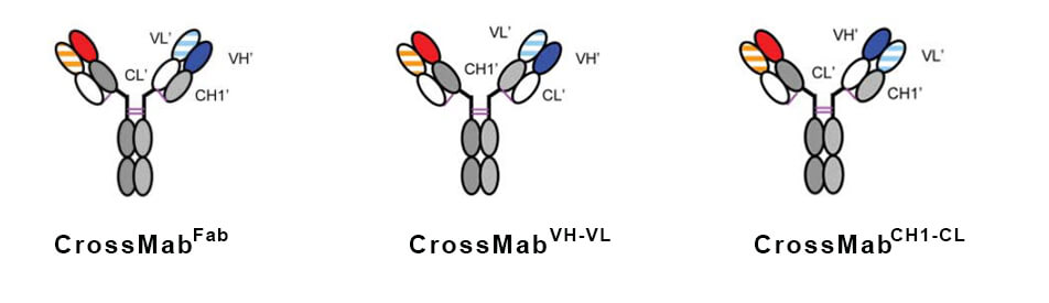 CrossMabṹ˵ͼ