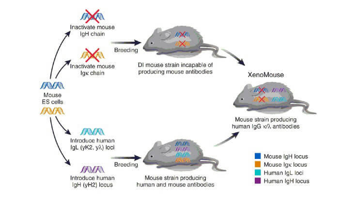 Xeno MouseתСƱ